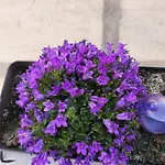 The Violet House