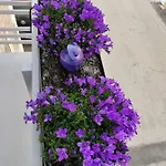 Holiday home The Violet House Costa Nova