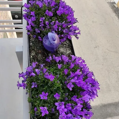 Nyaraló The Violet House Costa Nova