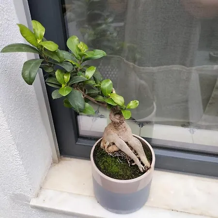 The Violet House 펜션 *