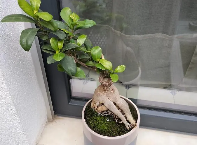 The Violet House Dom wakacyjny *